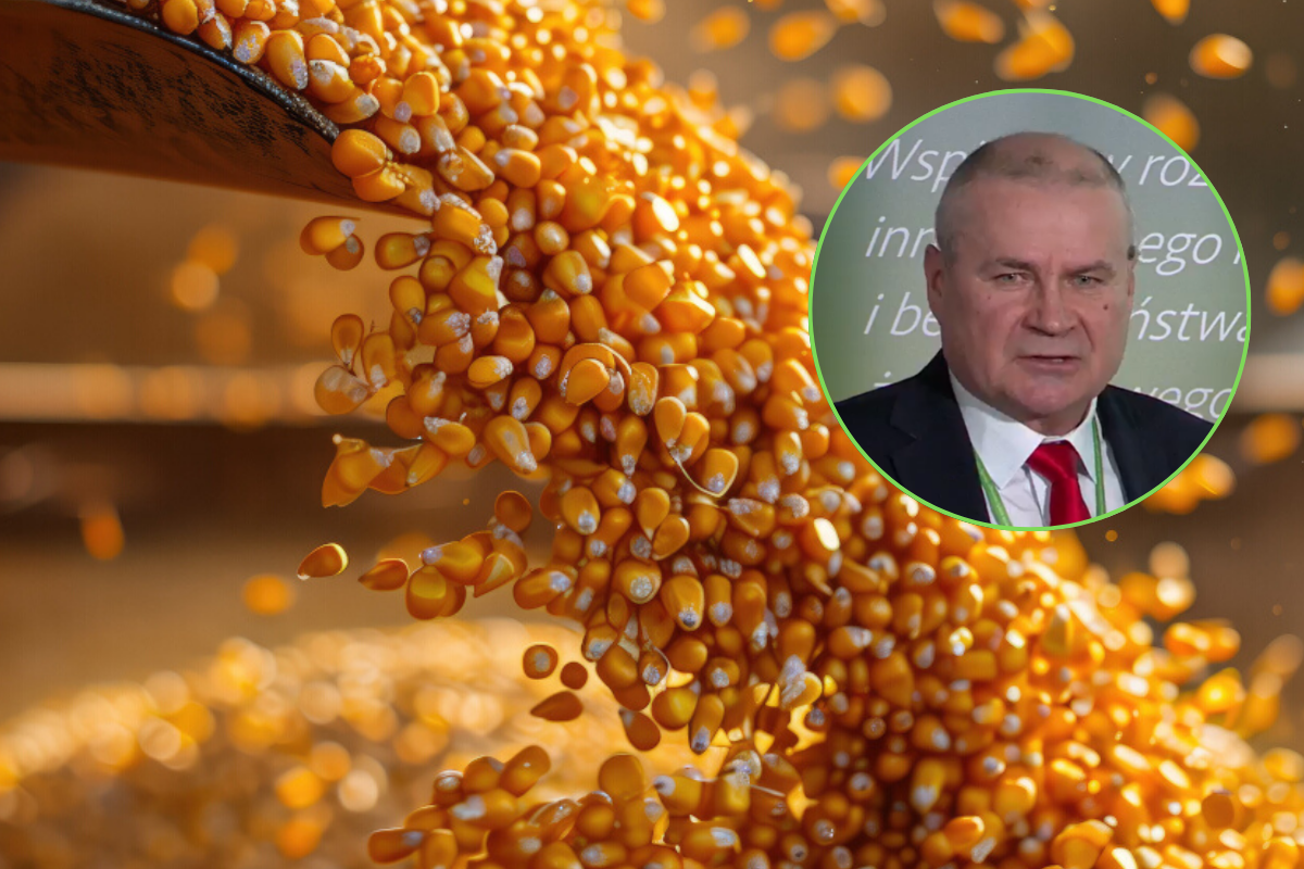 Polska uzależniona od soi z Mercosur. A ile sprowadzamy kukurydzy?