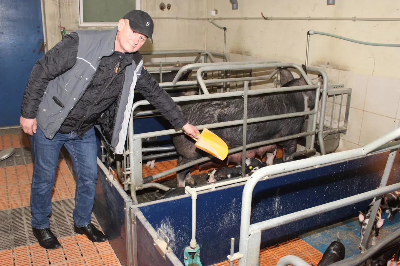 reportaż rasa puławska łukasz niedziela dokarmianie prosiąt