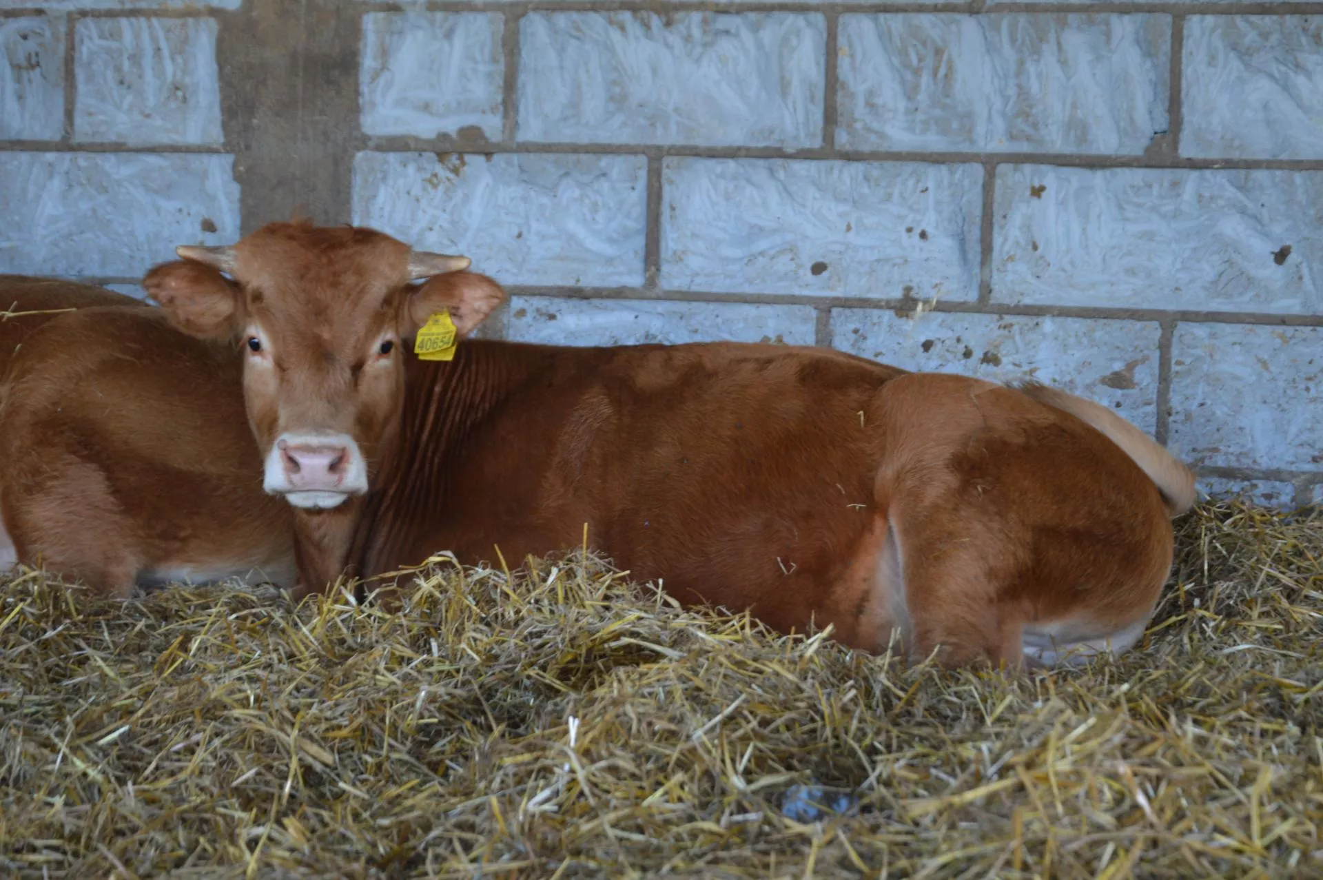 Jedno cielę rocznie? Wszystko zaczyna się od energii w żywieniu mamek