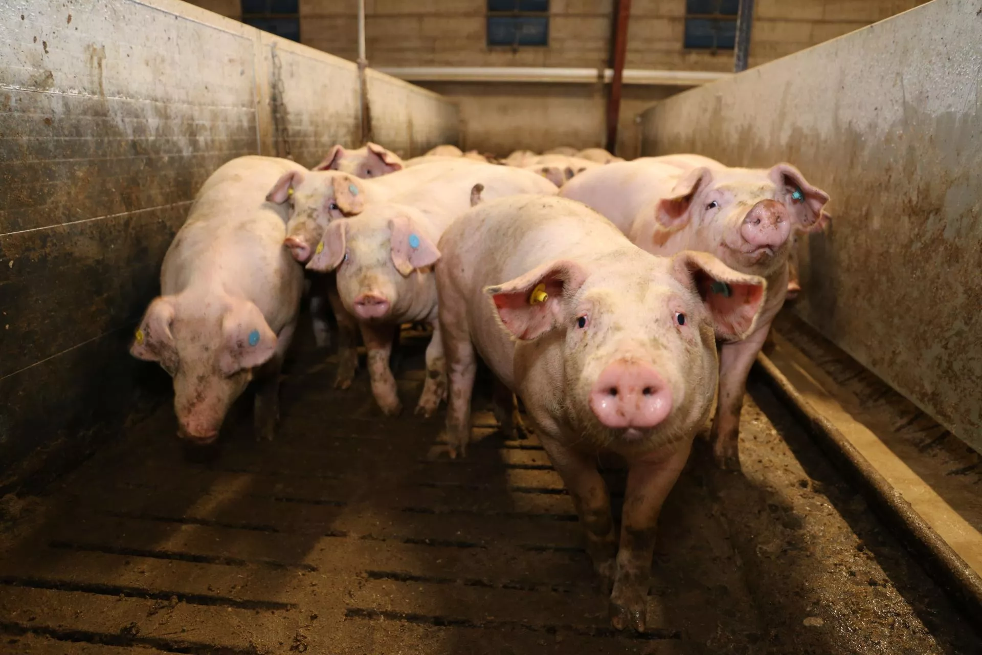 Ceny świń spadły choćby o 30 gr. Sprawdź, ile zakłady płacą za tuczniki [SONDA]