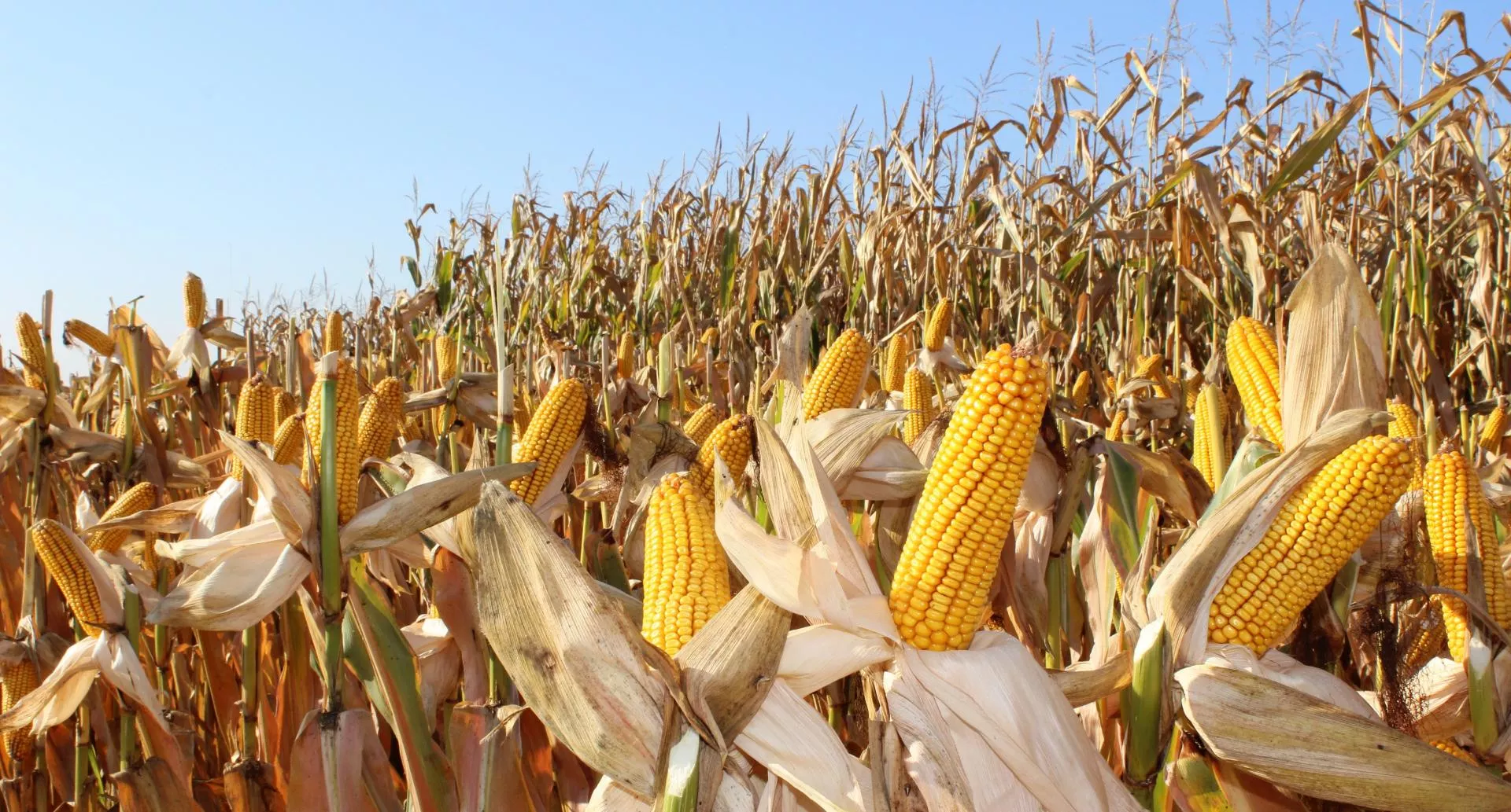 Rekordowe plony. Ile naprawdę da się zebrać z hektara?