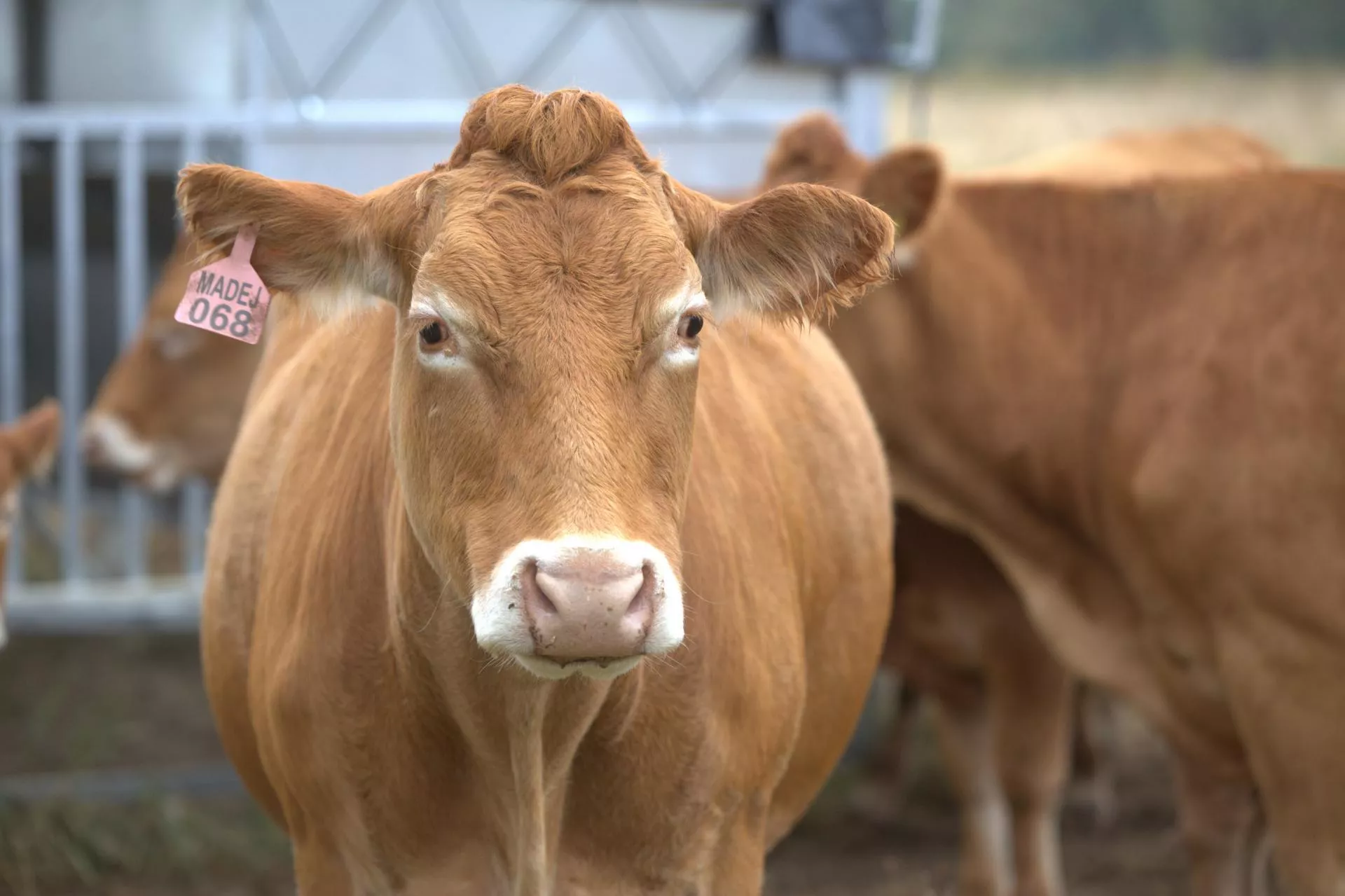 Nowa WPR przewróci rynek wołowiny?