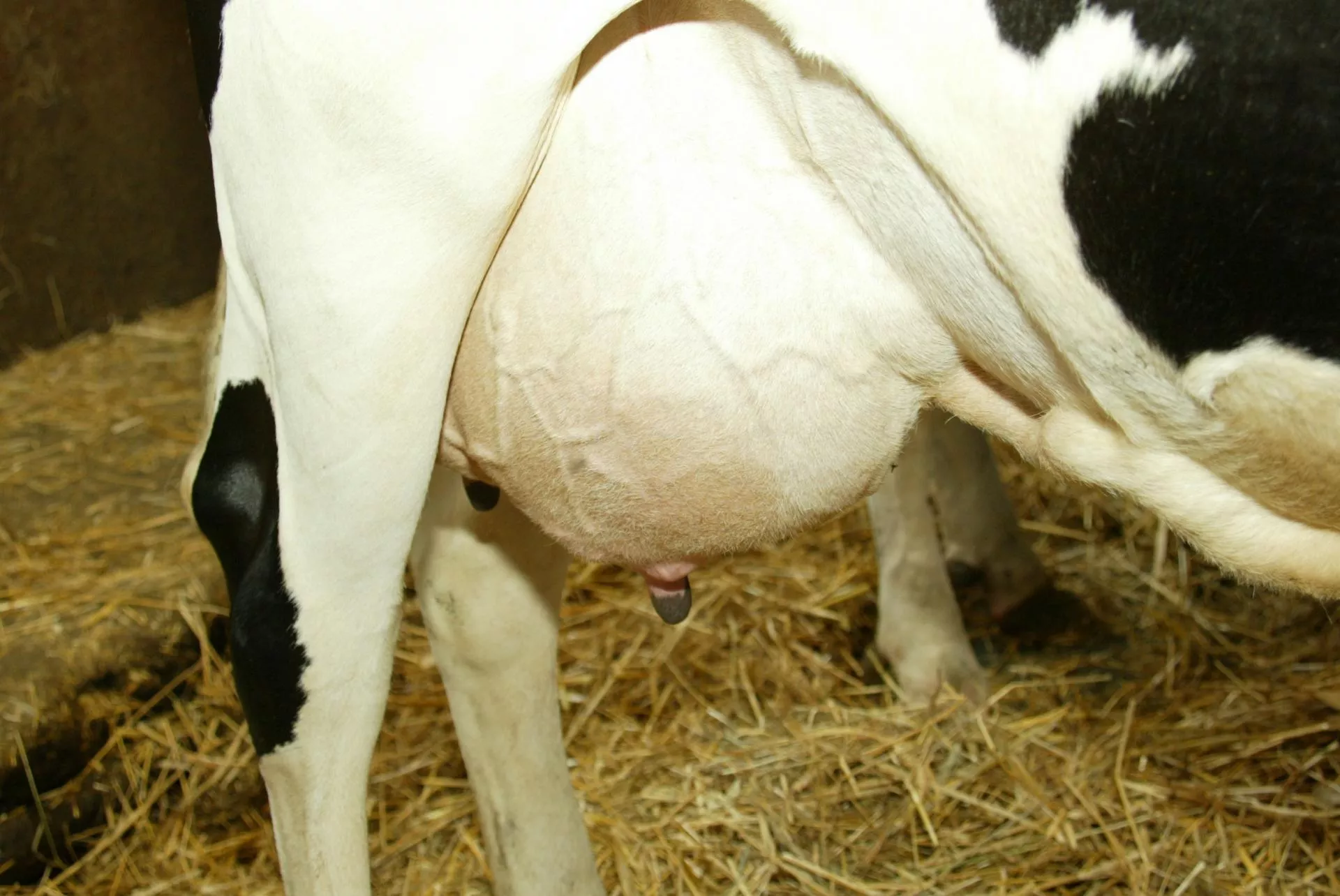 Mniej antybiotyków, więcej mleka? Sprawdź, jak działa leczenie selektywne