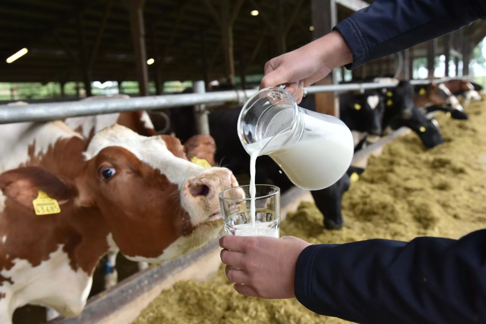 Mleko było oczerniane latami. Nauka mówi dziś coś zupełnie innego - Mleko niesprawiedliwie oczerniane