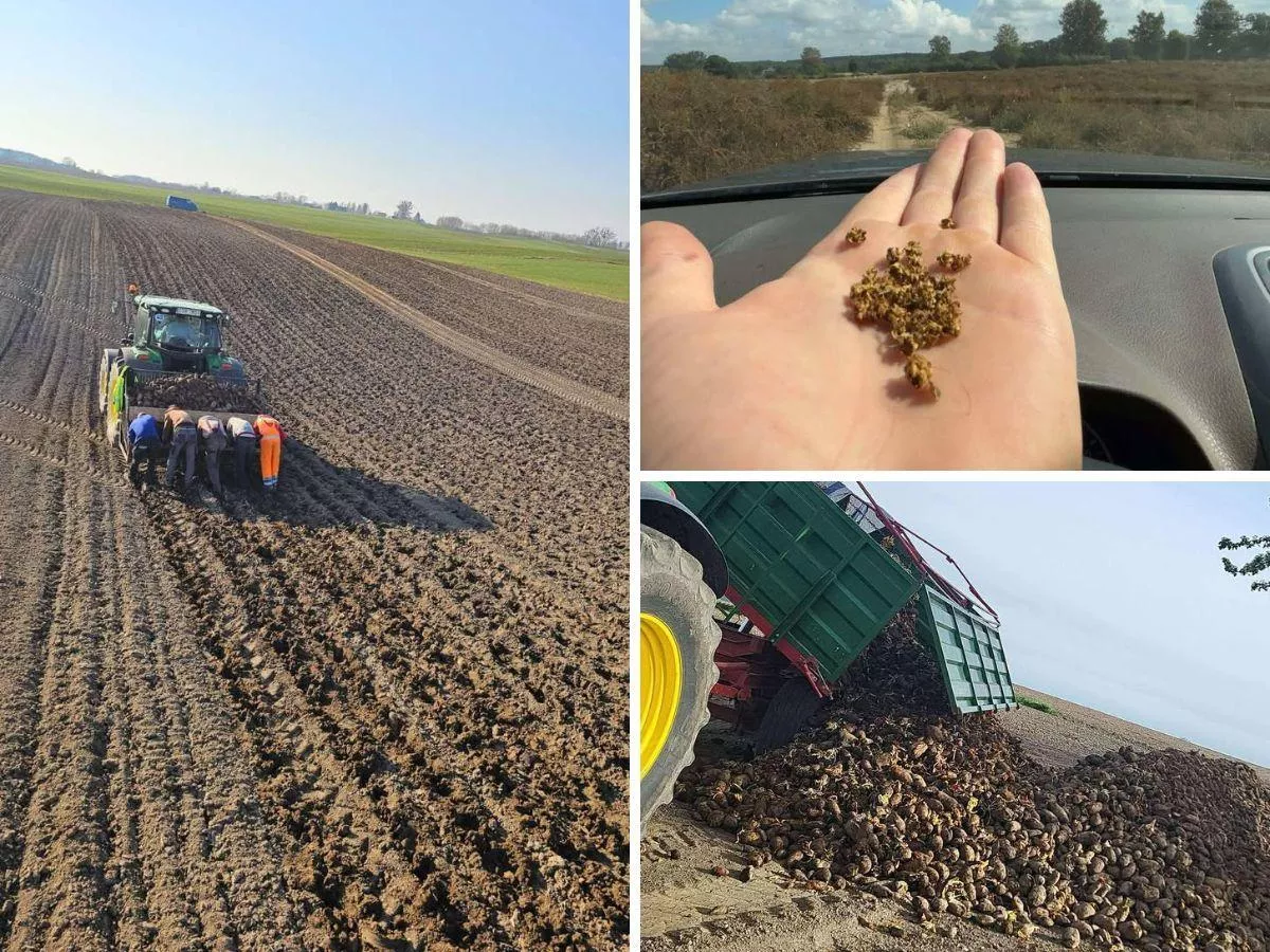 Nie odebrali buraków od rolników. „Zostaliśmy z nasionami za 6 milionów i kredytami”