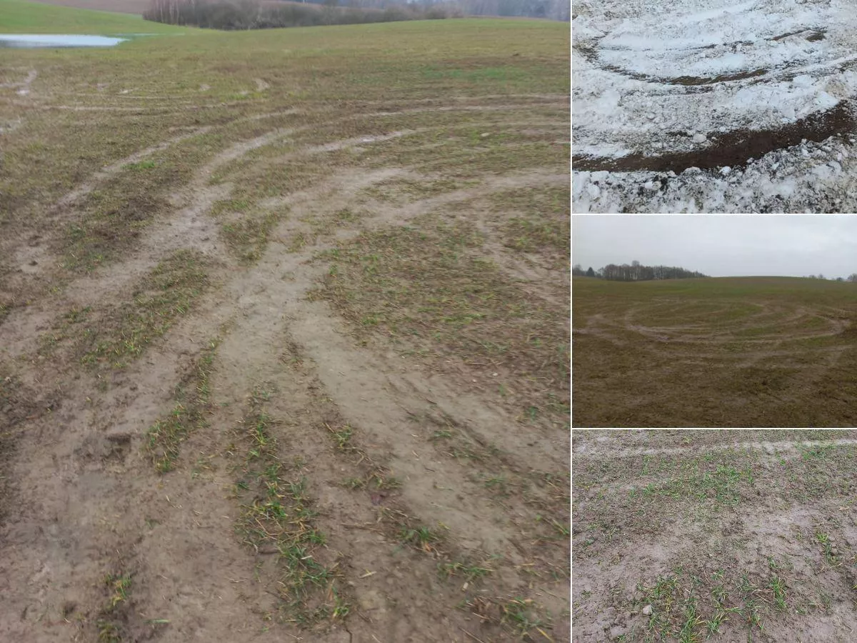 Zniszczyli rolnikom zboże. „Rozjechali nam pola i śmiali się w twarz”