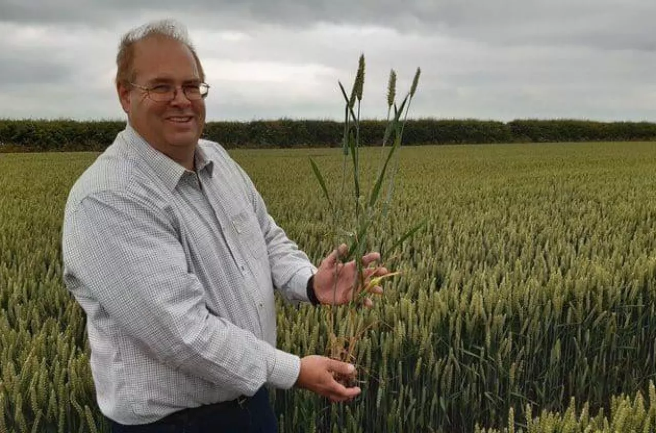 18 ton pszenicy z hektara. Tak dziś bije się rekordy plonów