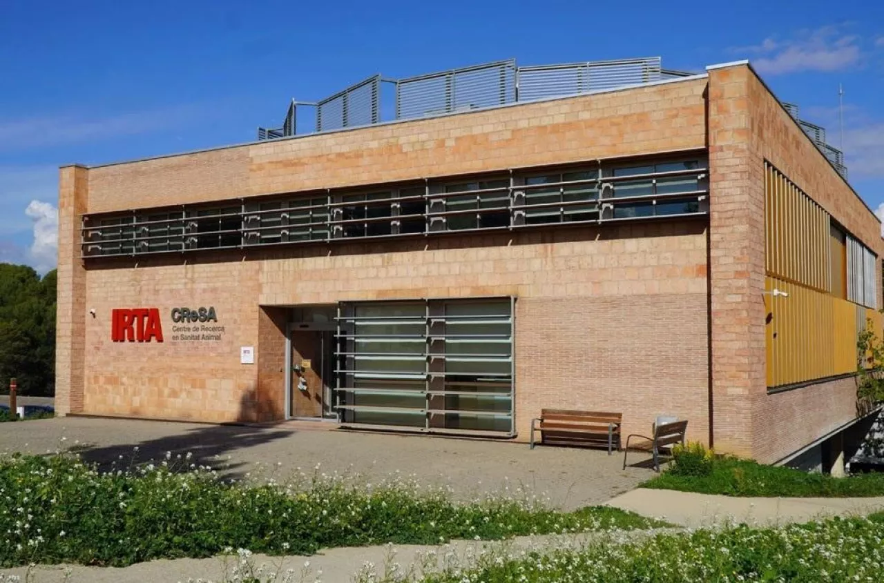 Skąd ten wirus w Hiszpanii? Zaskakujące ustalenia po wykryciu ASF