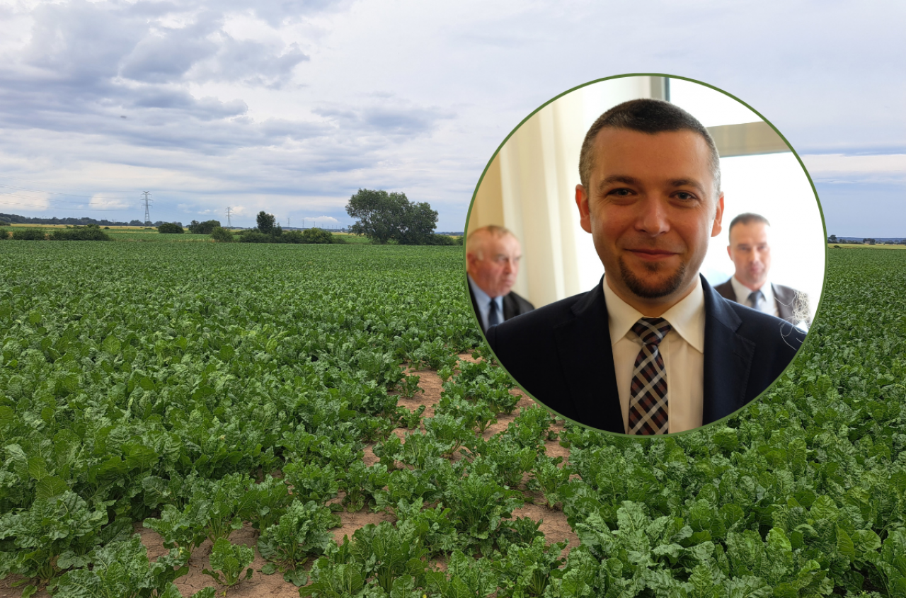 Cukrownie tną kontrakty, cukier zalega. Plantatorzy buraków w potrzasku