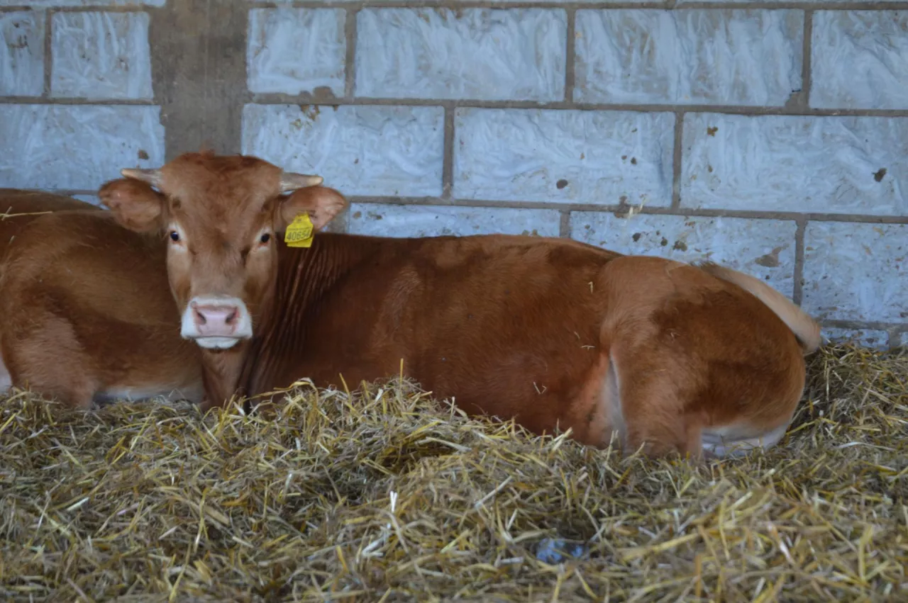 limousine, Dawid Kowalczyk, hodowla bydła mięsnego, wiata dla opasów, mamki, cielęta