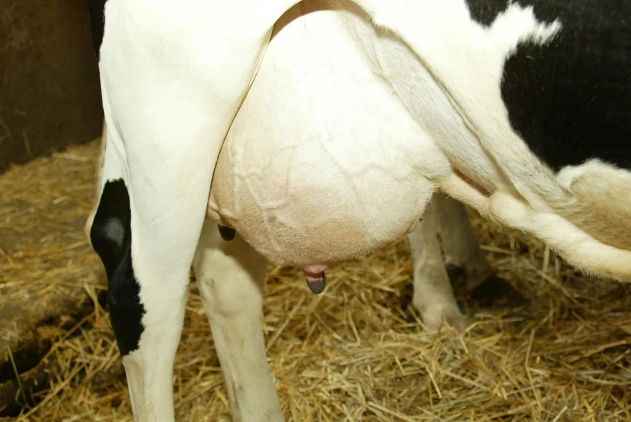 wypełnione mlekiem wymię krowy
