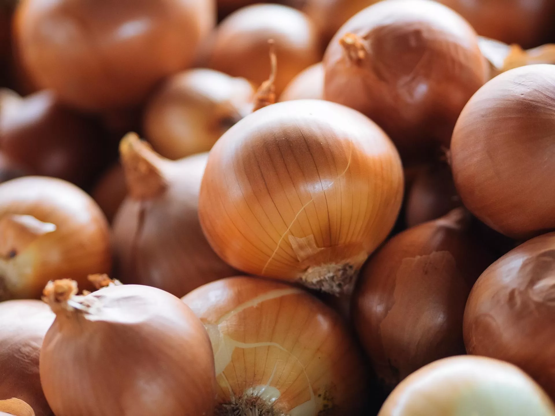 Cebula z Holandii przejmuje polski rynek. A ile przywozimy z Rosji? Dane zaskakują