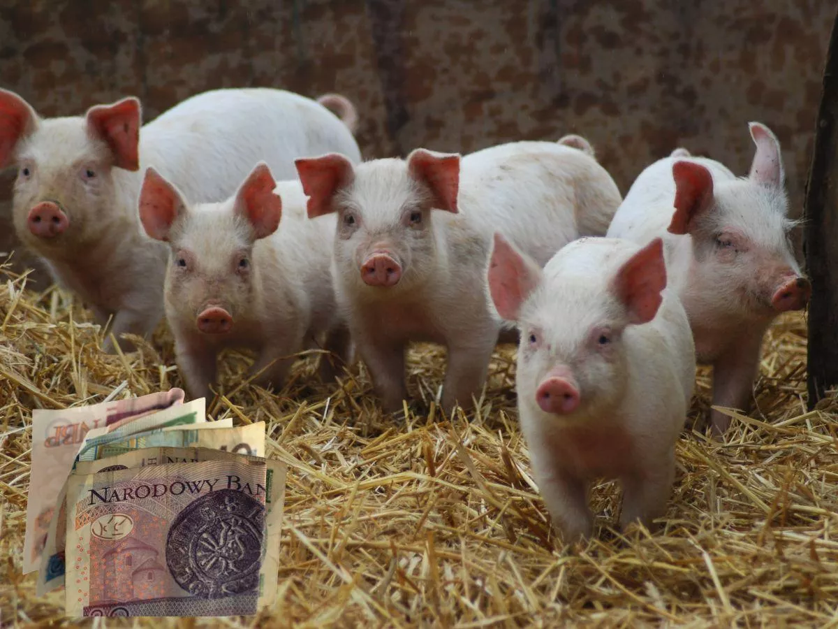 Jakie ceny prosiąt na początku grudnia 2025? [SONDA]