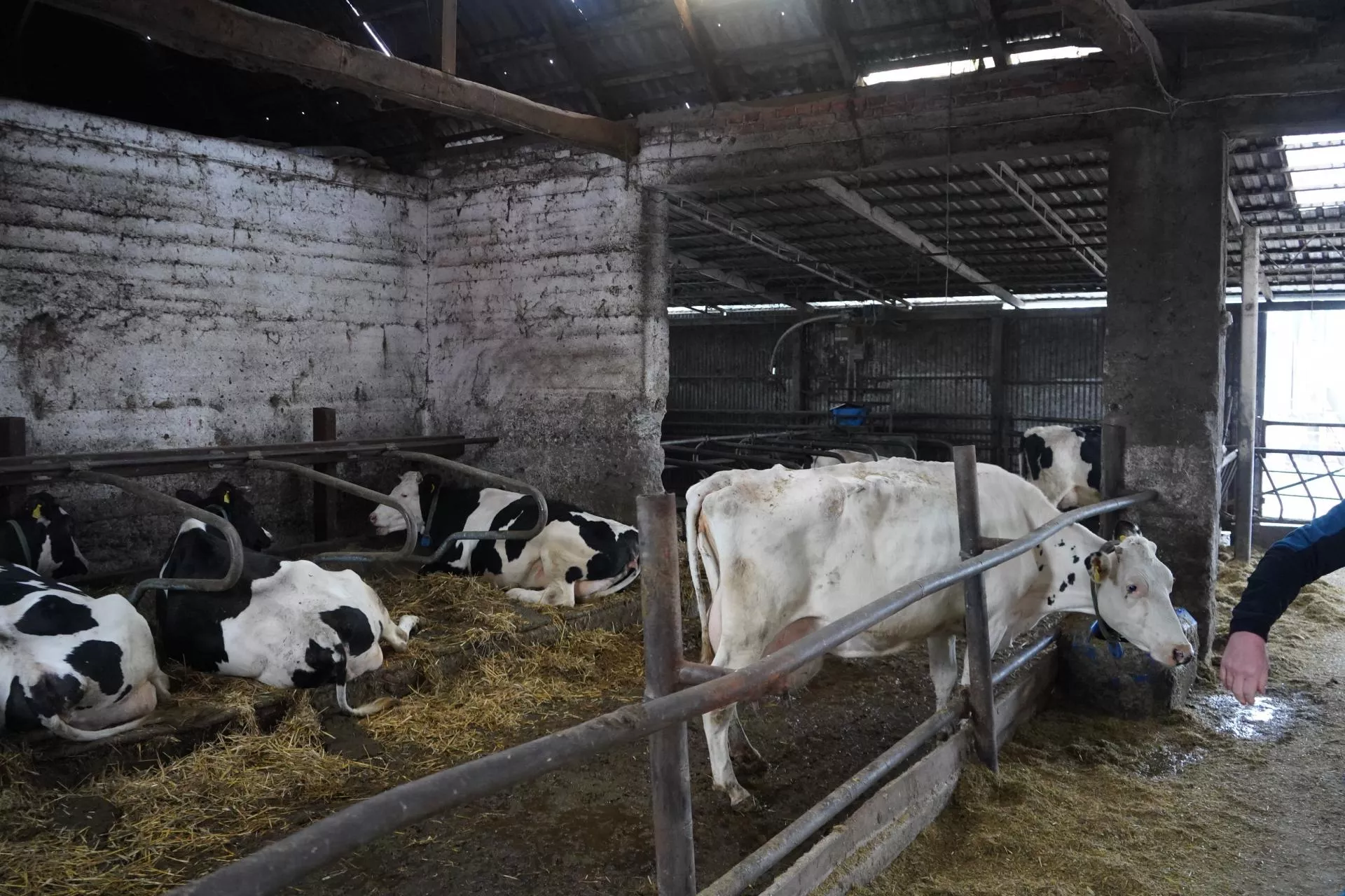 Nie powiększał stada. Dziś jego krowy dają choćby 16 tys. kg mleka