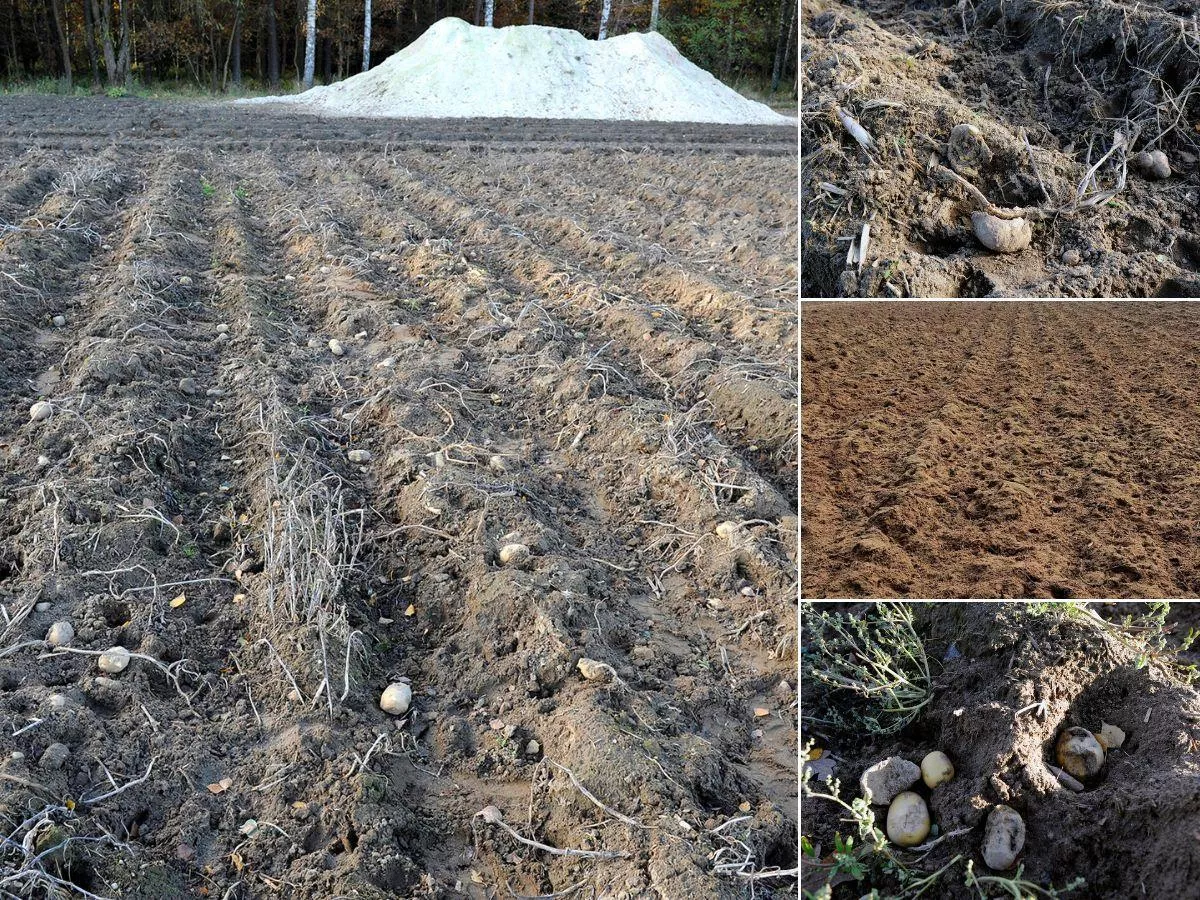 Stracił 27 ha ziemniaków. Chcieli mu zapłacić 3,5 tys. zł. "Nie mam siły"