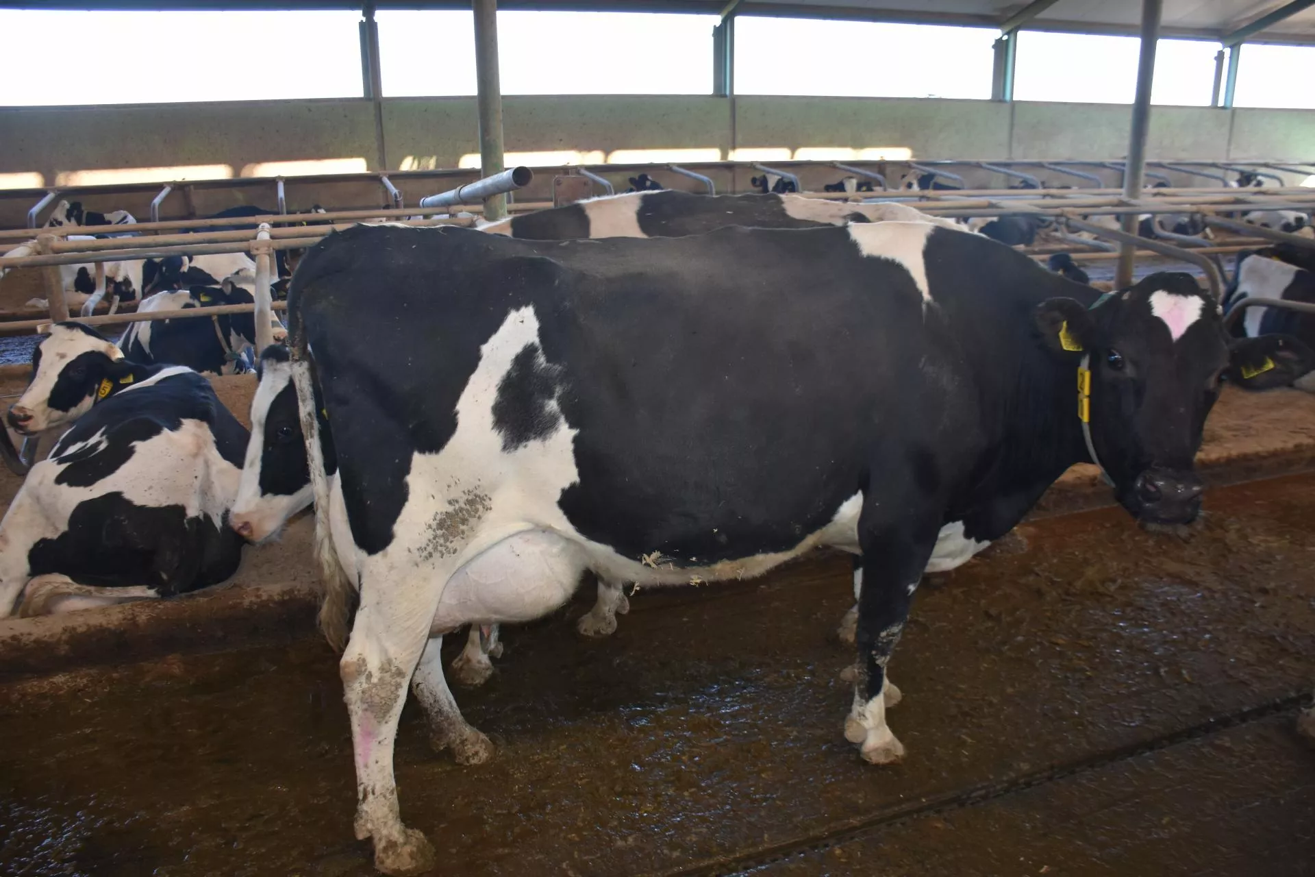 Krowa ma tylko kilka godzin. Potem szanse lecą w dół