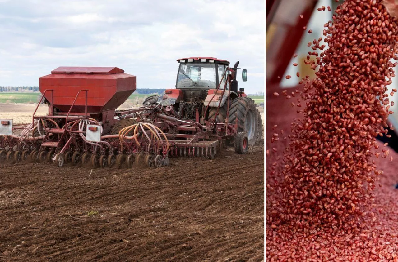 Grozi nam brak zapraw nasiennych. Pszenica i jęczmień bez ochrony?