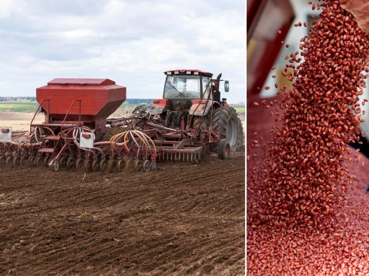 Grozi nam brak zapraw nasiennych. Pszenica i jęczmień bez ochrony?