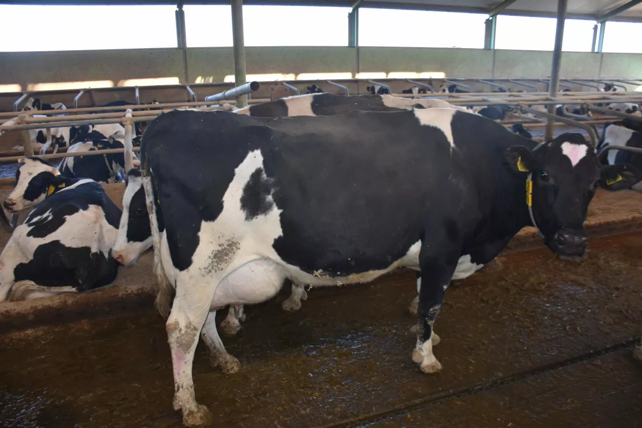 Po zaobserwowaniu pierwszych objawów rujowych rano, krowę należy pokryć po południu, aby wstrzelić się w czas owulacji