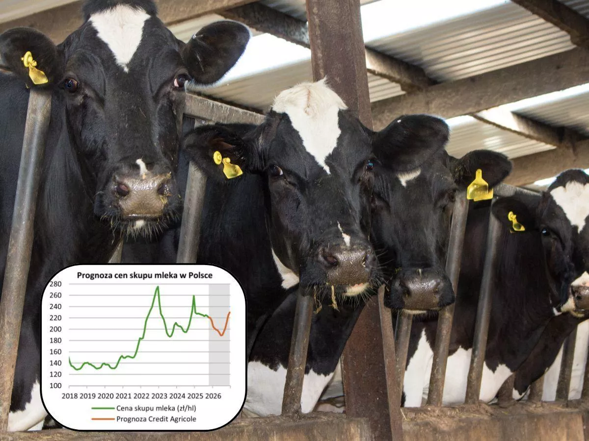 Jakie będą ceny mleka na koniec 2025 i 2026?