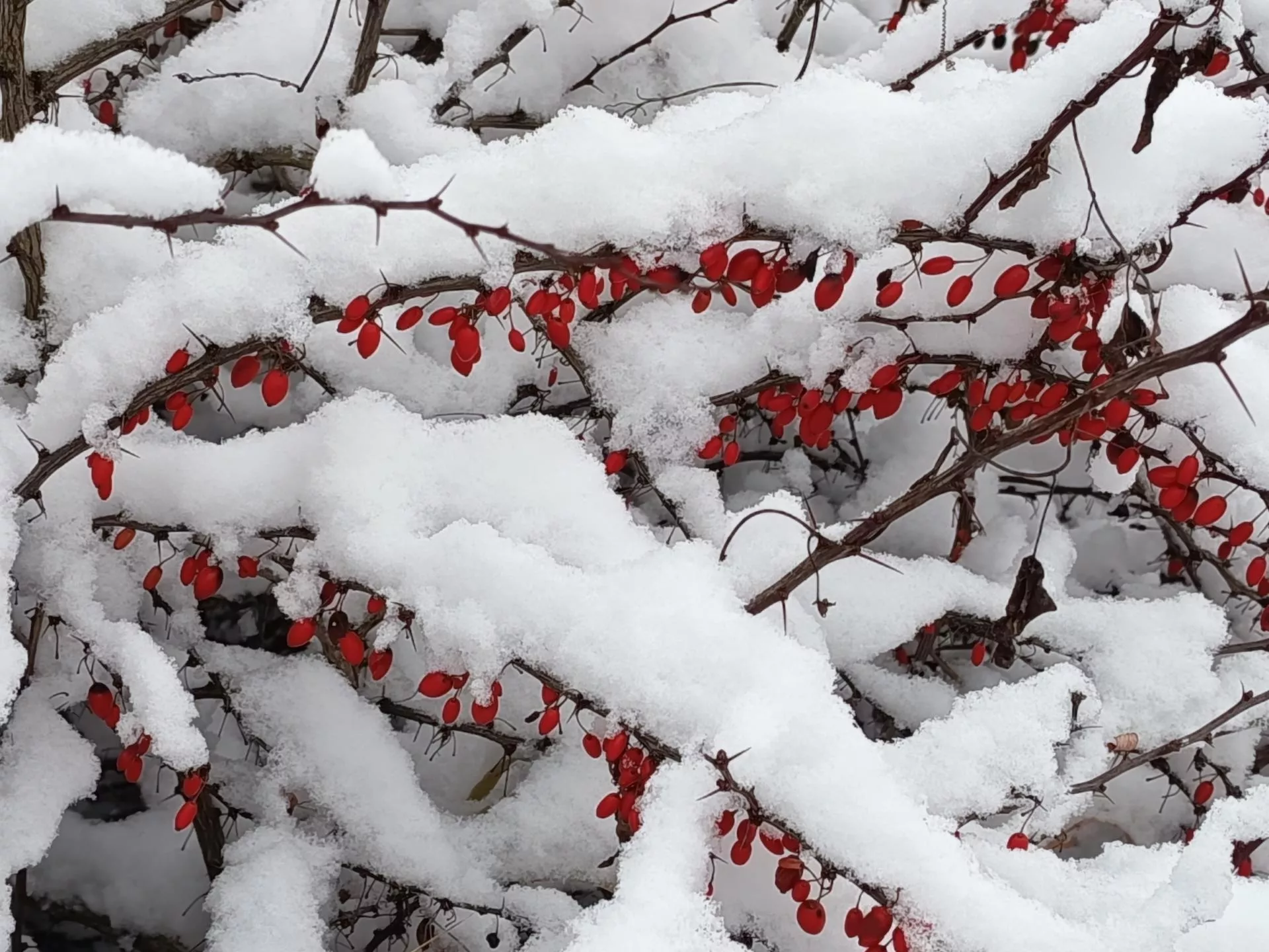Kolorowe owoce zimą