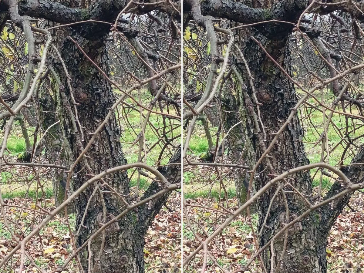 Te szkodniki już są w sadach. Ruszą jako pierwsze na wiosnę