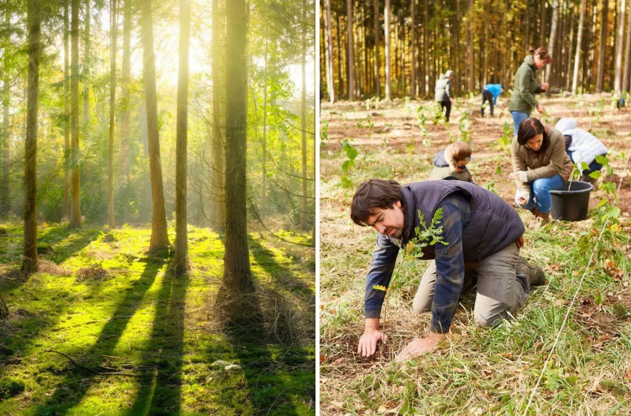 Masz las? Sprawdź, co musisz zrobić po wycięciu drzew [WAŻNE OBOWIĄZKI]