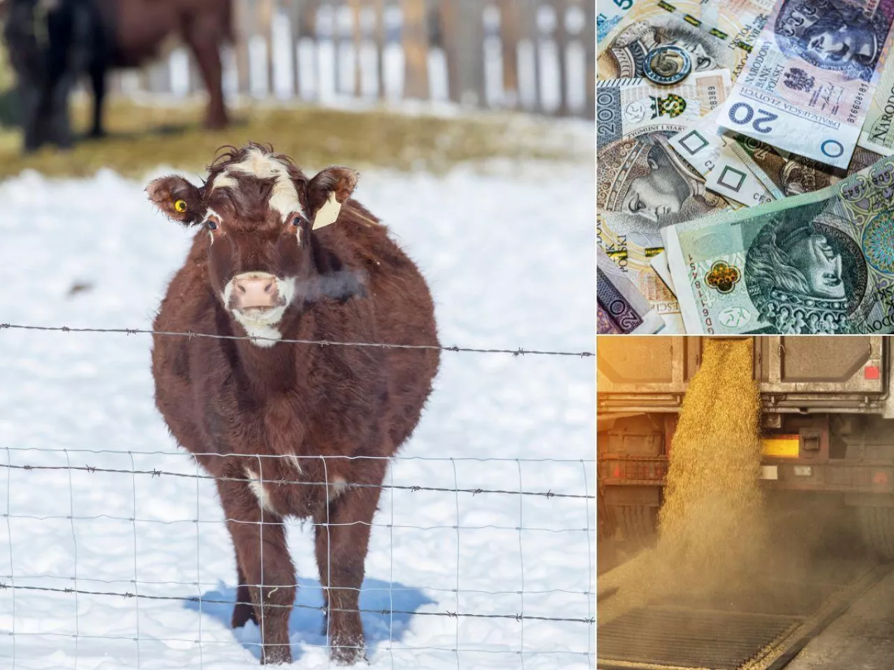 Raport rynkowy 12.12.2025