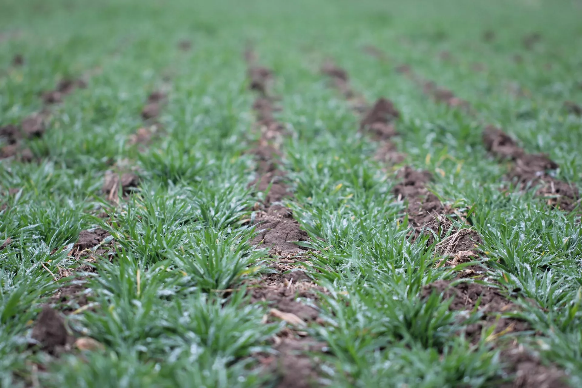 Mniej pędów, większa odporność na suszę. Nowe odkrycie może zmienić hodowlę jęczmienia