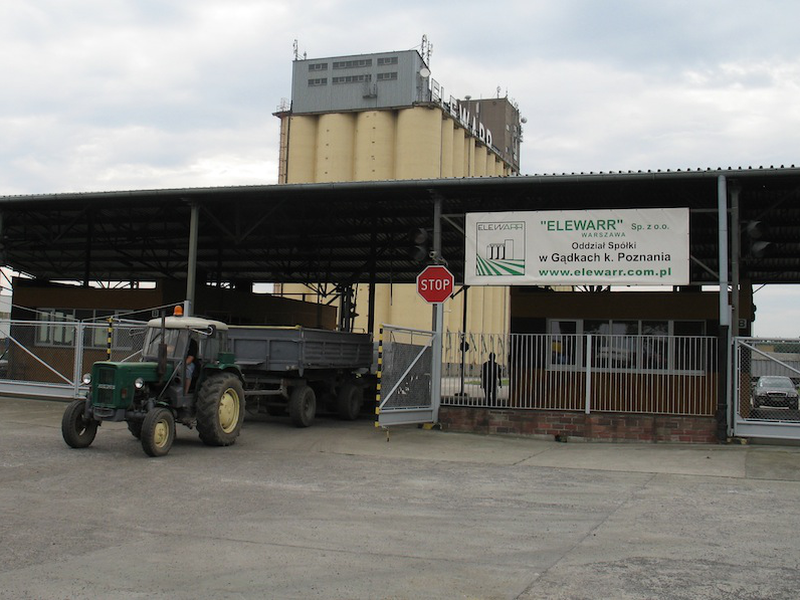 Ceny kukurydzy i zbóż paszowych w górę. Sprawdzamy, gdzie skupy płacą najwięcej [SONDA]