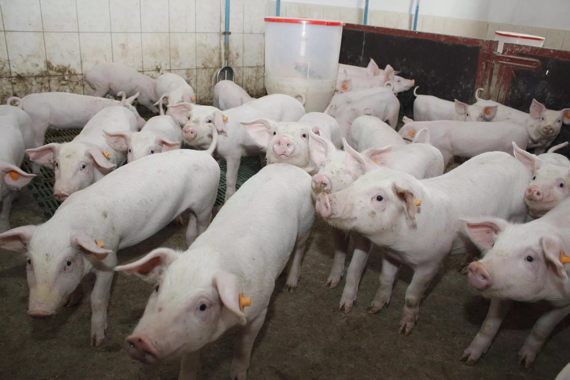 Rolnicy dostają dopłaty za ogony. Ten kraj płaci 6,70 euro za każdą świnię