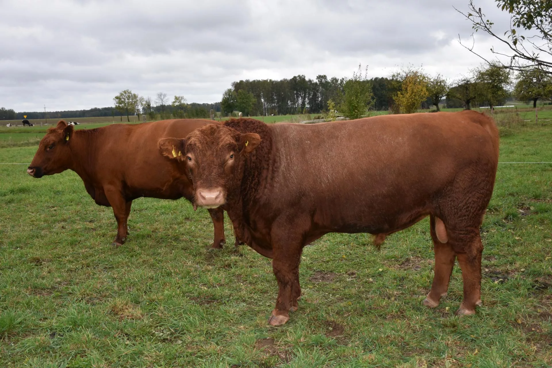 5000 zł dopłaty dla rolników wraca w 2026. ARiMR potwierdza