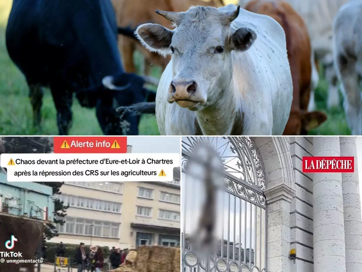 Cielaki na bramach urzędów. Rolnicy protestują przeciwko wybijaniu bydła