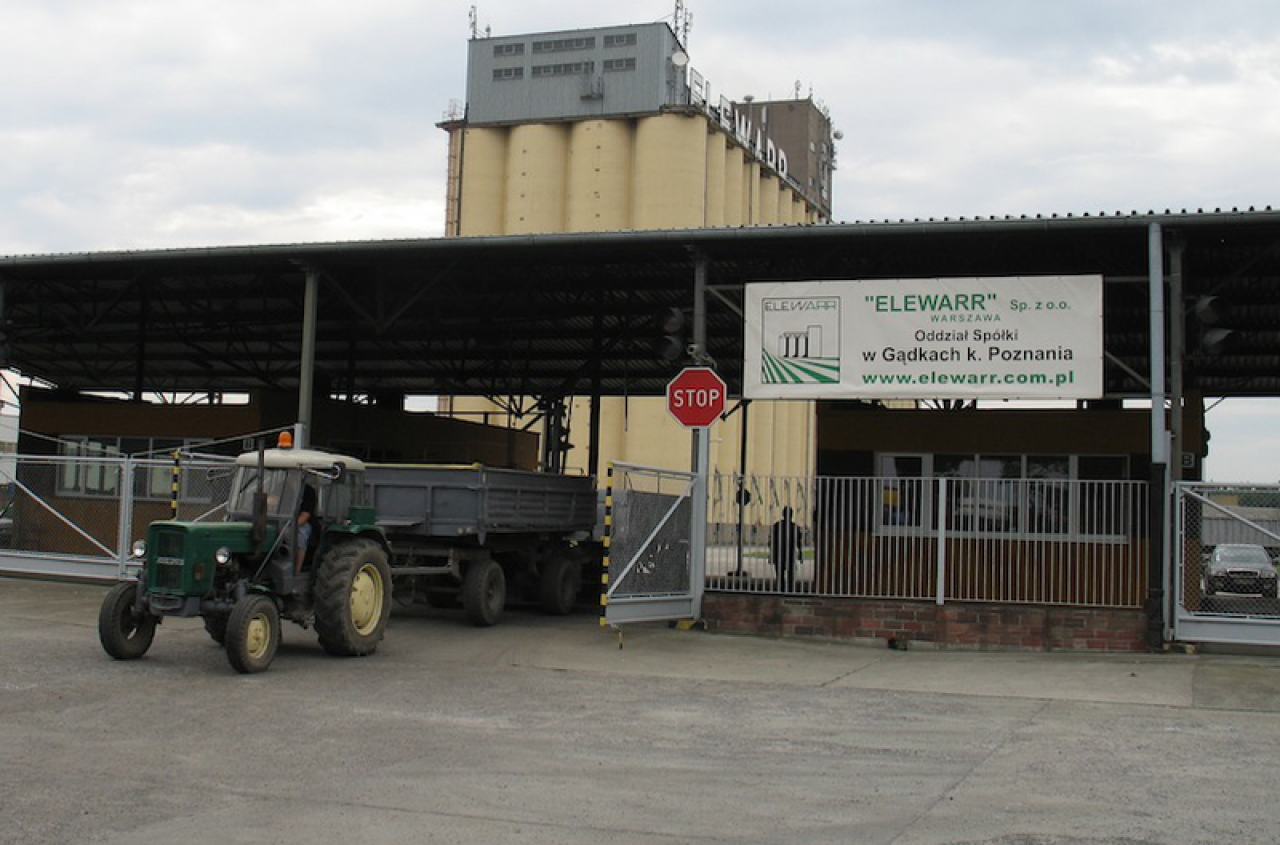 Ceny kukurydzy i zbóż paszowych w górę. Sprawdzamy, gdzie skupy płacą najwięcej [SONDA]