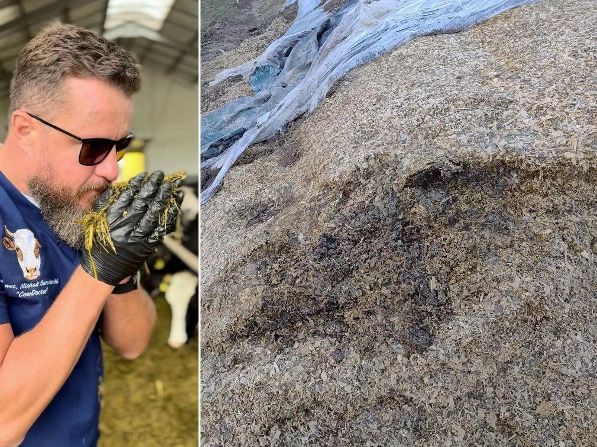 Pryzma kiszonki nieszczelna? CowDoctor wyjaśnia, co dzieje się z krowami i mlekiem