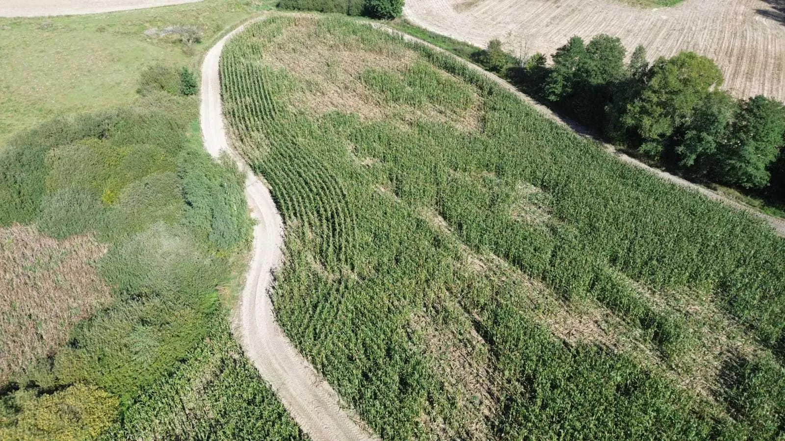 „Zostaniemy bez paszy dla krów”. Rolnicy z Wielkopolski walczą o odszkodowania