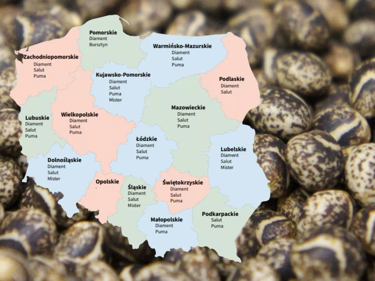 Łubin żółty i biały: Lista Odmian Zalecanych. Sprawdź, co polecają w województwach