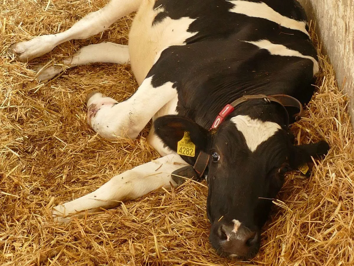 Po porodzie tracą wapń. Te krowy chorują najczęściej