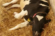  Po porodzie tracą wapń. Te krowy chorują najczęściej