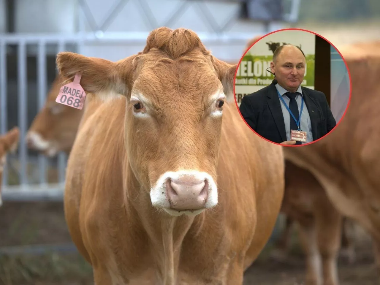 bydło mięsne, twarz rozmówcy