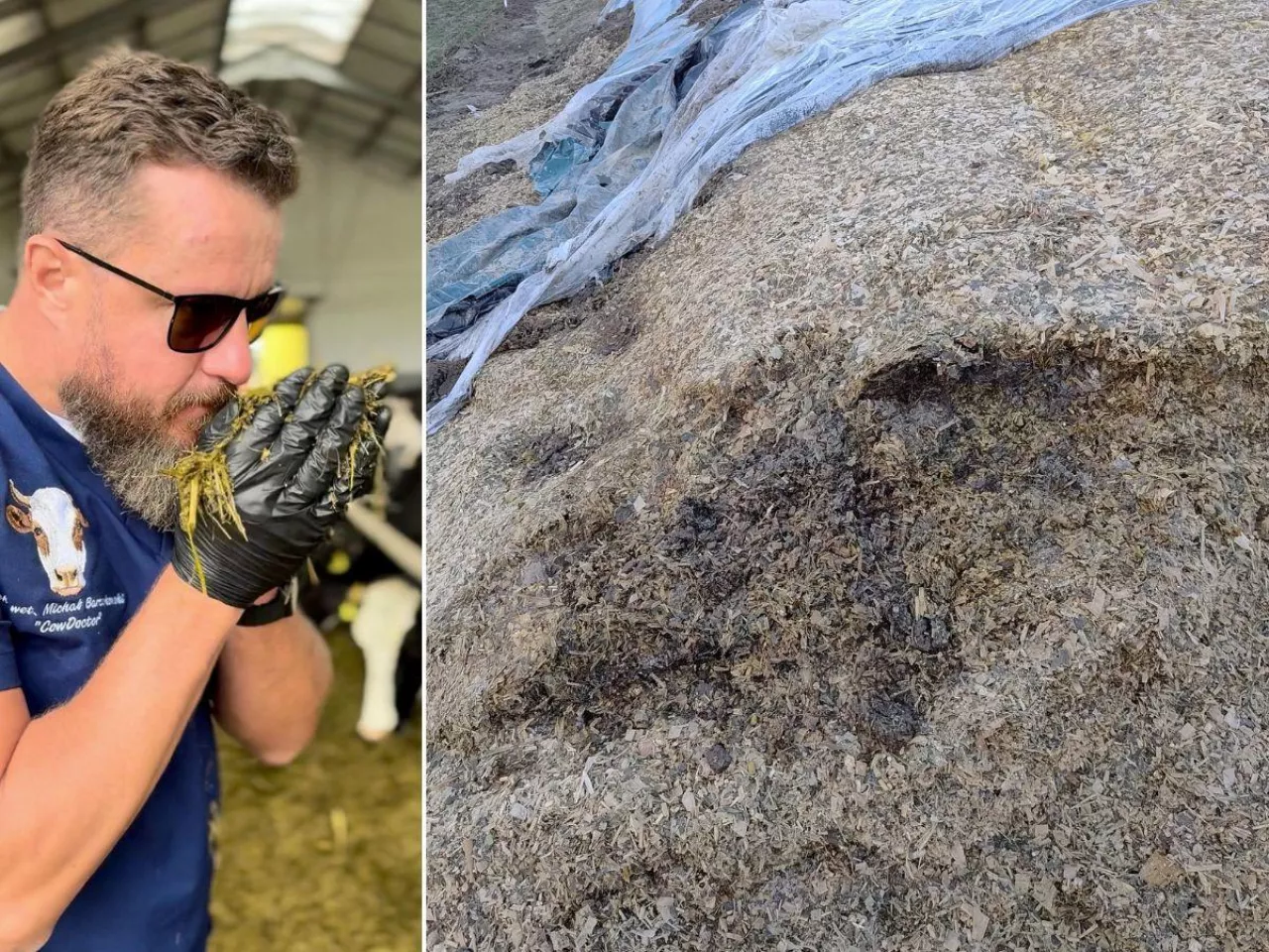 CowDoctor o mykotoksynach