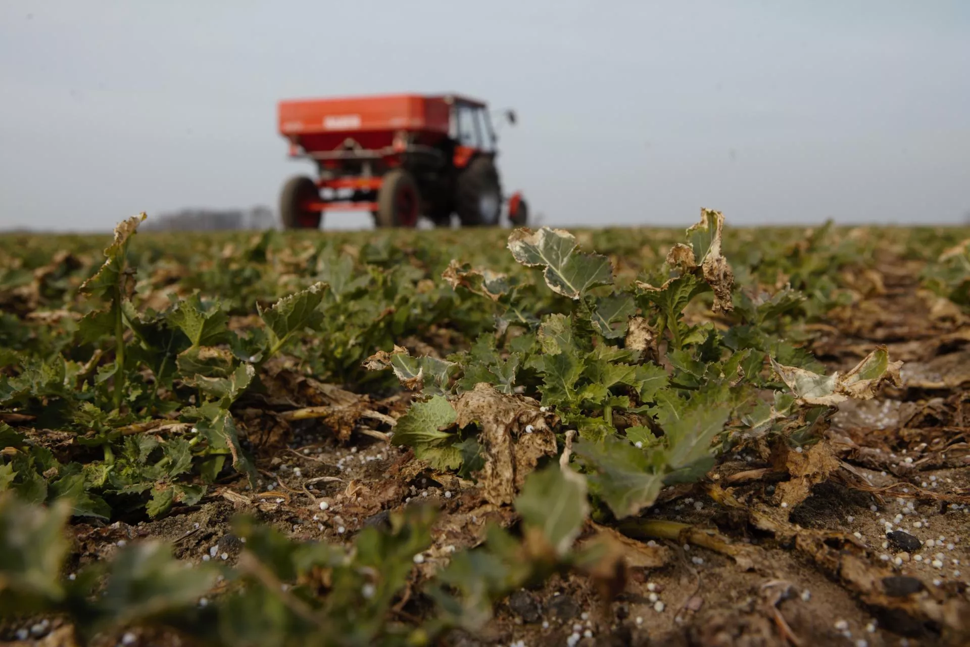 Kiedy z azotem w pole? Terminy wiosennego nawożenia 2026