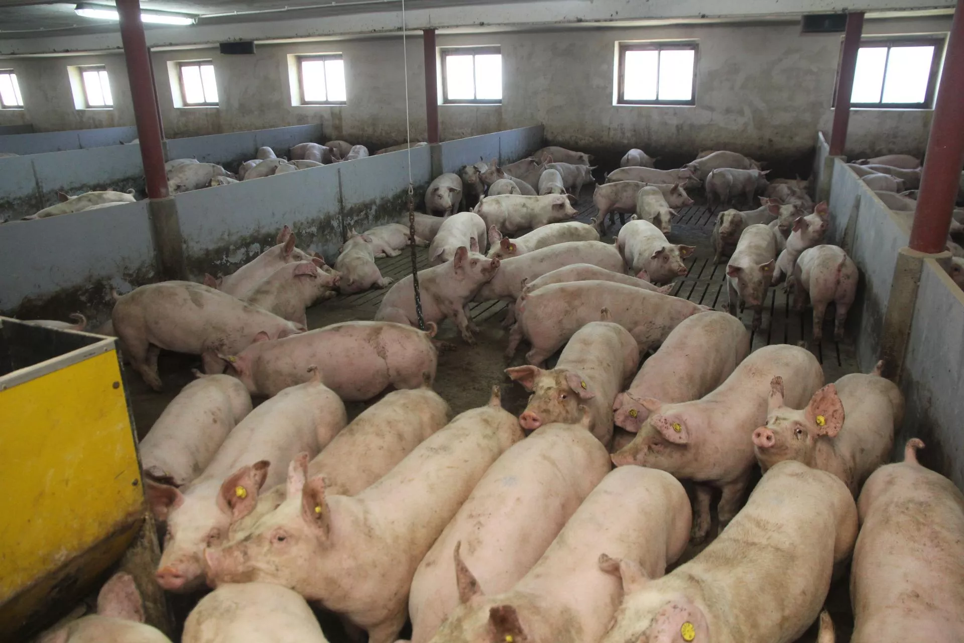 Ceny świń znów w dół. choćby 20 gr mniej przed Świętami [SONDA]