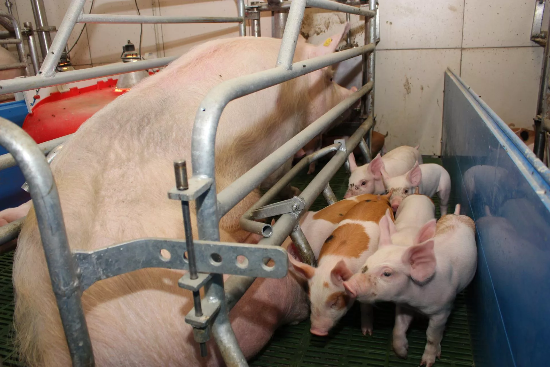 Prosięta i lochy w strefie ryzyka. Tu zaczynają się największe straty