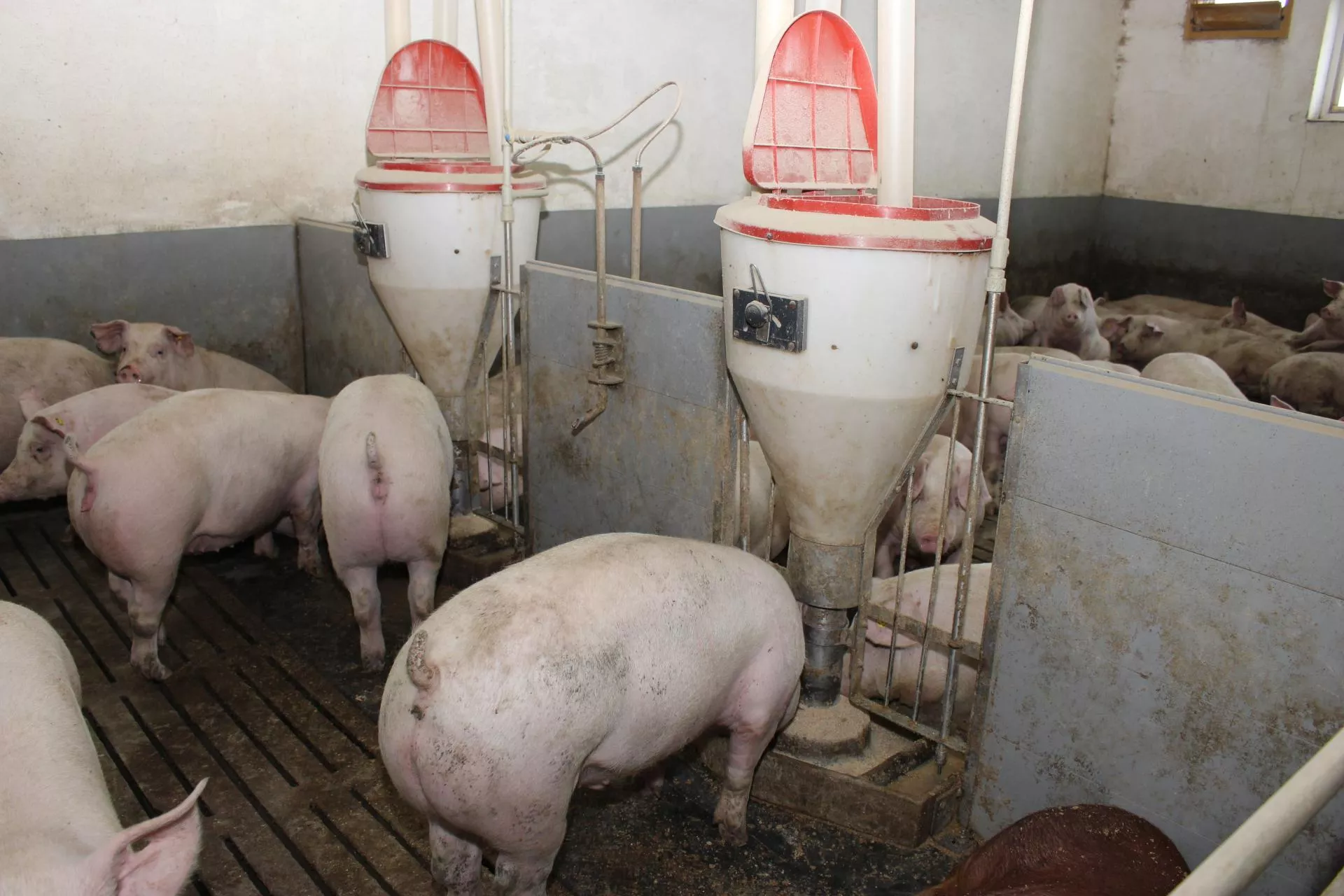 Dlaczego Duńczycy nie tuczą świń powyżej 120 kg? Rolnicy mogą być zaskoczeni