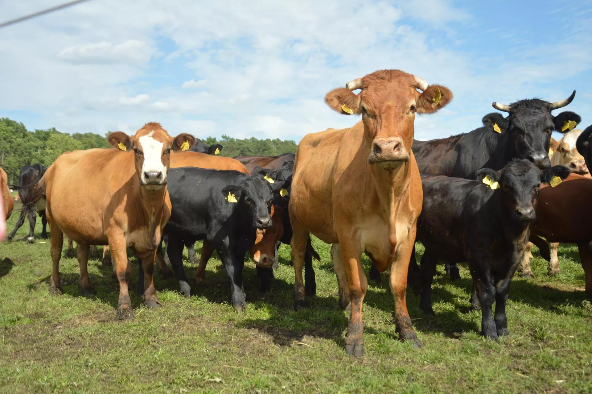 Dobrostan zwierząt: rolnicy zdezorientowani. Do kiedy szkolenie?