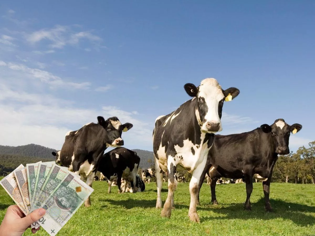 Produkcja mleka wyhamuje? Nowa prognoza KE do 2035 r.