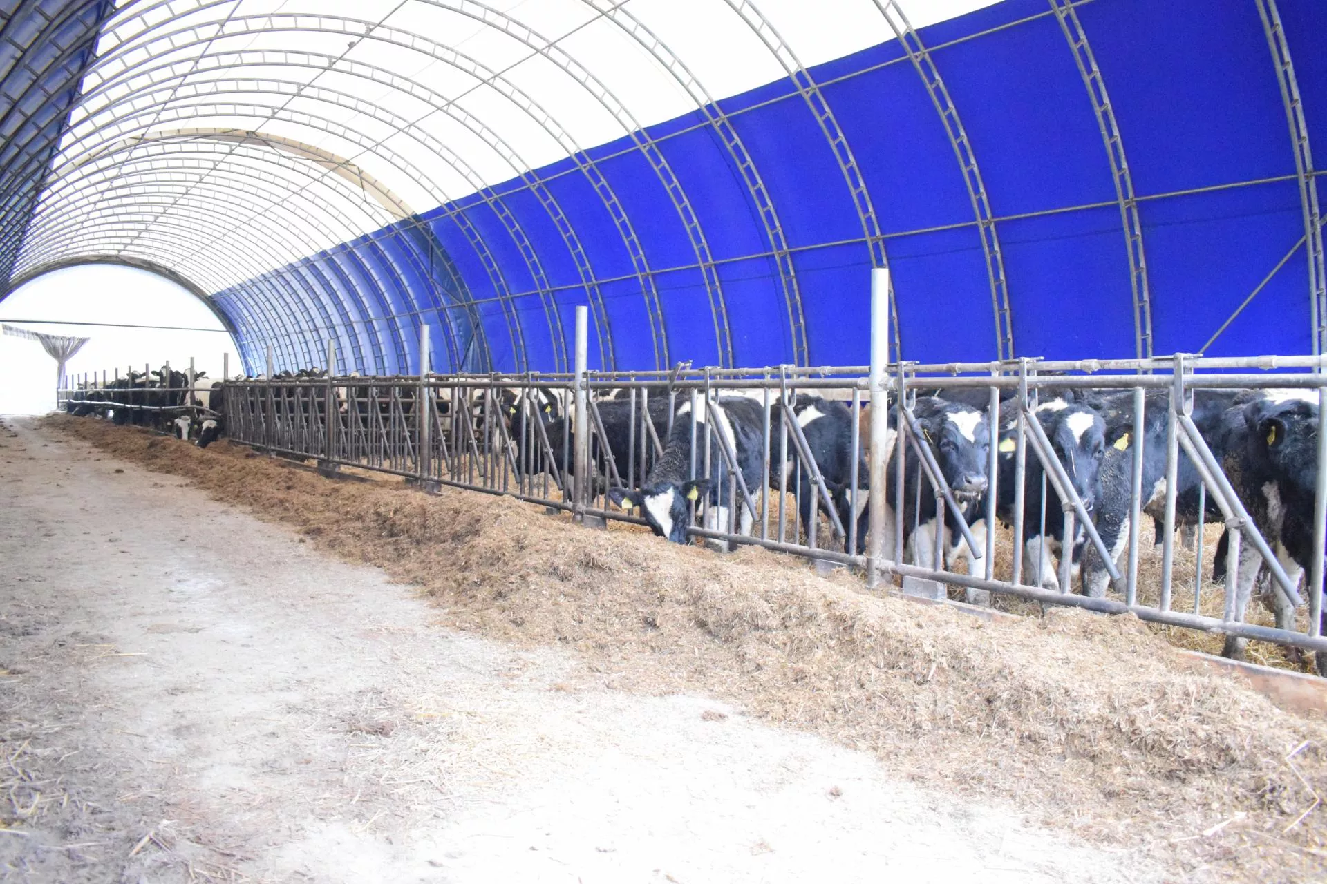 Rolnik znalazł patent na wyższą wydajność krów. Ten zabieg robi różnicę