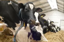 Jeśli w stadzie mamy dużo pierwiastek, to średni poziom mocznika może być niższy niż zakładany 