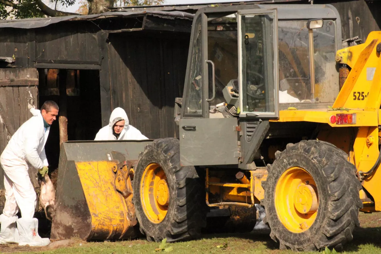 ognisko afrykański pomór świń